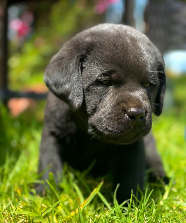 Halliburtons English Labrador Retriever Puppies media 3