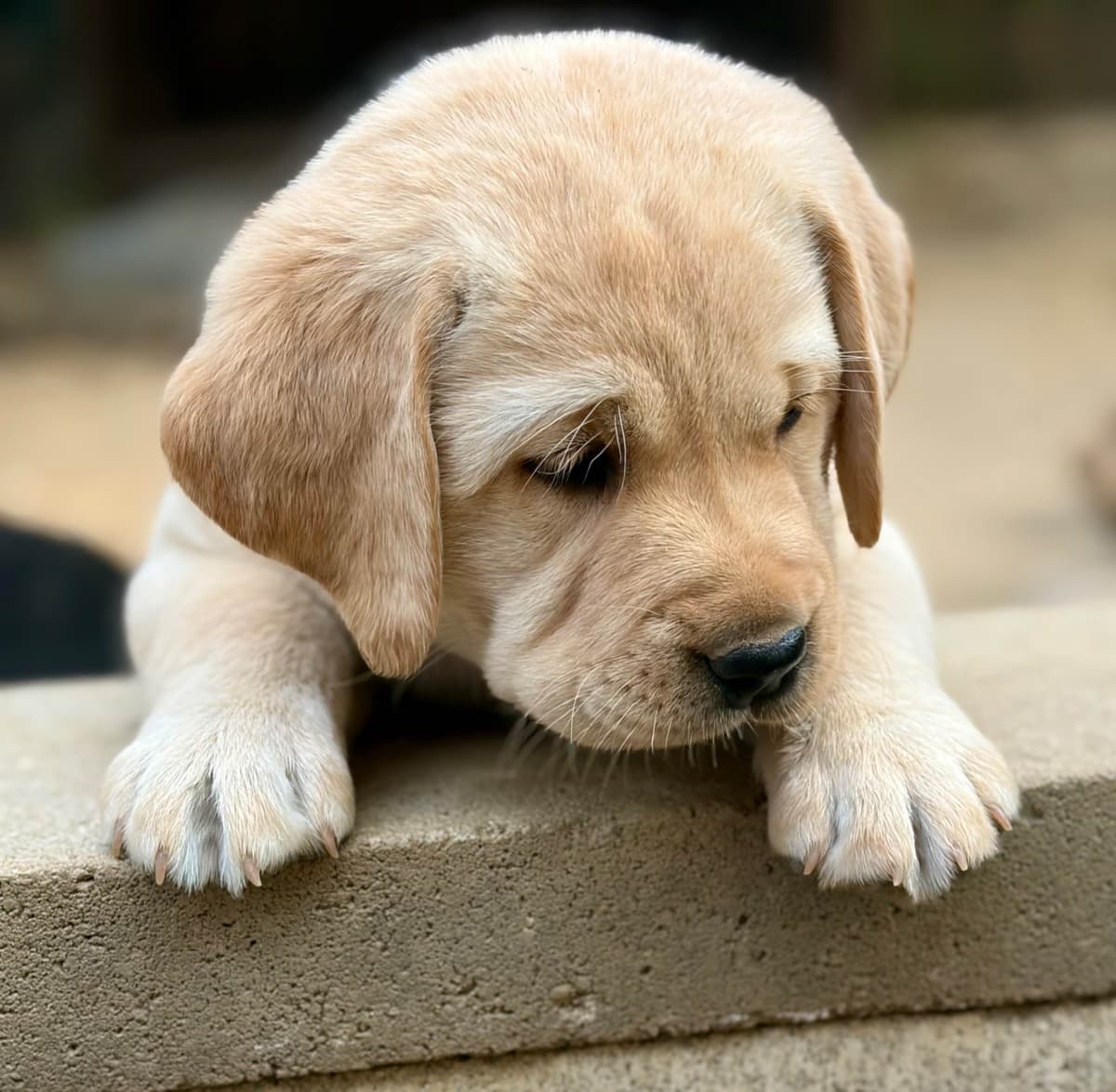 Halliburtons English Labrador Retriever Puppies breeder image 1