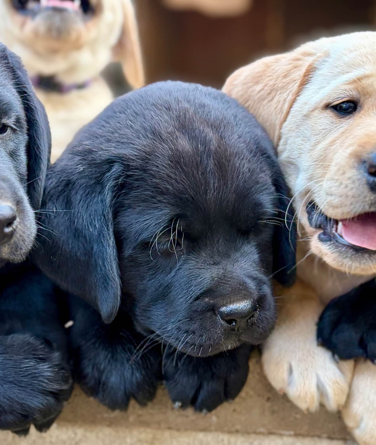 Halliburtons English Labrador Retriever Puppies breeder image 7
