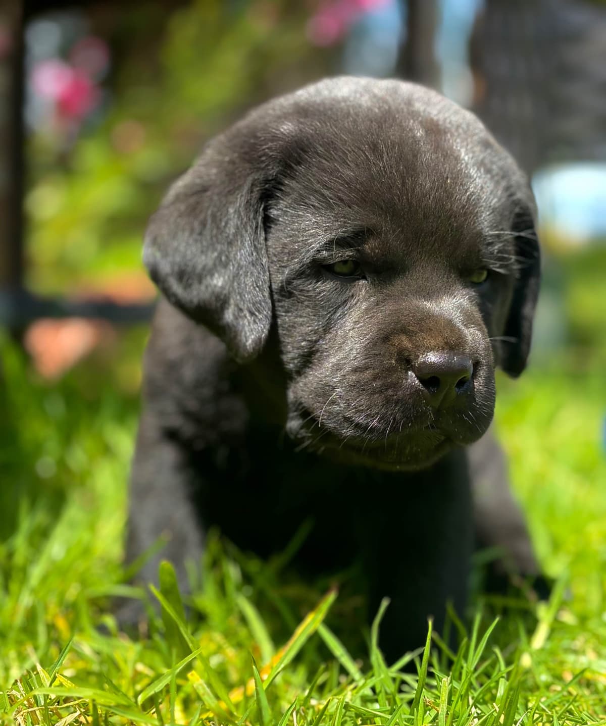 Halliburtons English Labrador Retriever Puppies breeder image 4