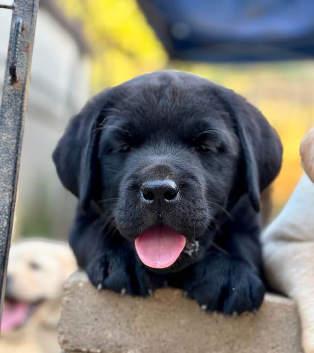 Halliburtons English Labrador Retriever Puppies media 5