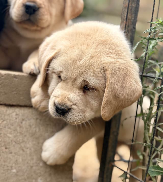 Halliburtons English Labrador Retriever Puppies media 4