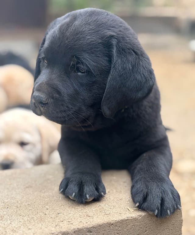 Halliburtons English Labrador Retriever Puppies media 6