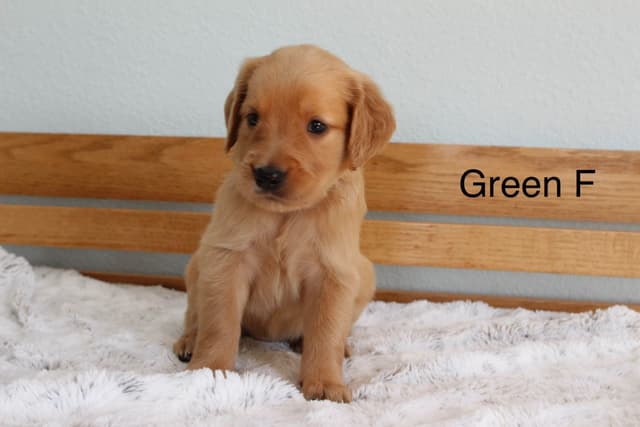 Golden Retriever Puppies media 2
