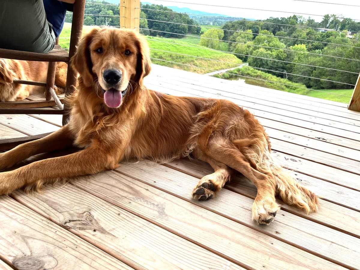 Golden Retriever Puppies breeder image 1