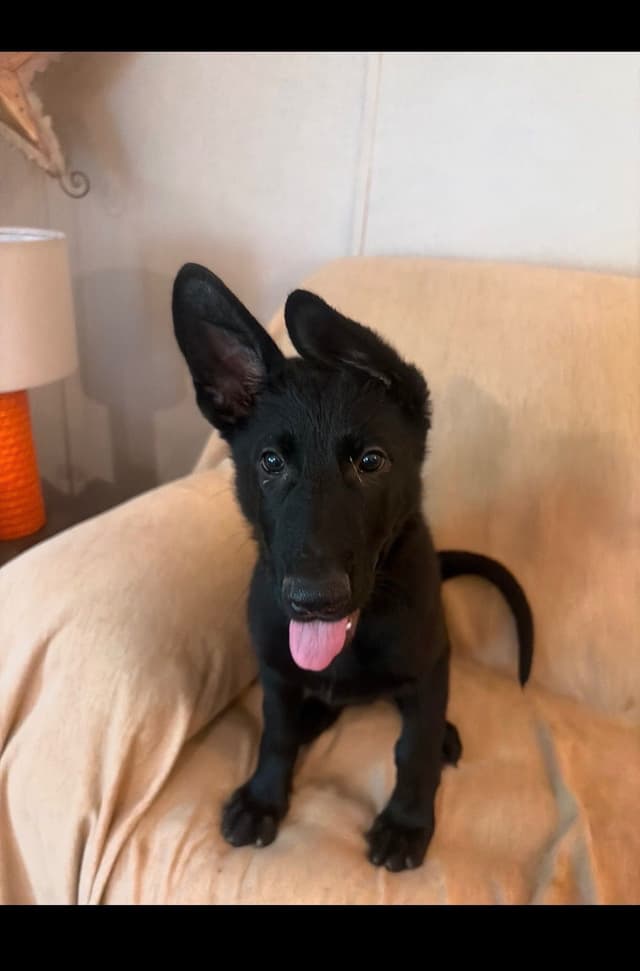 German Shepherd Dog Puppies media 2