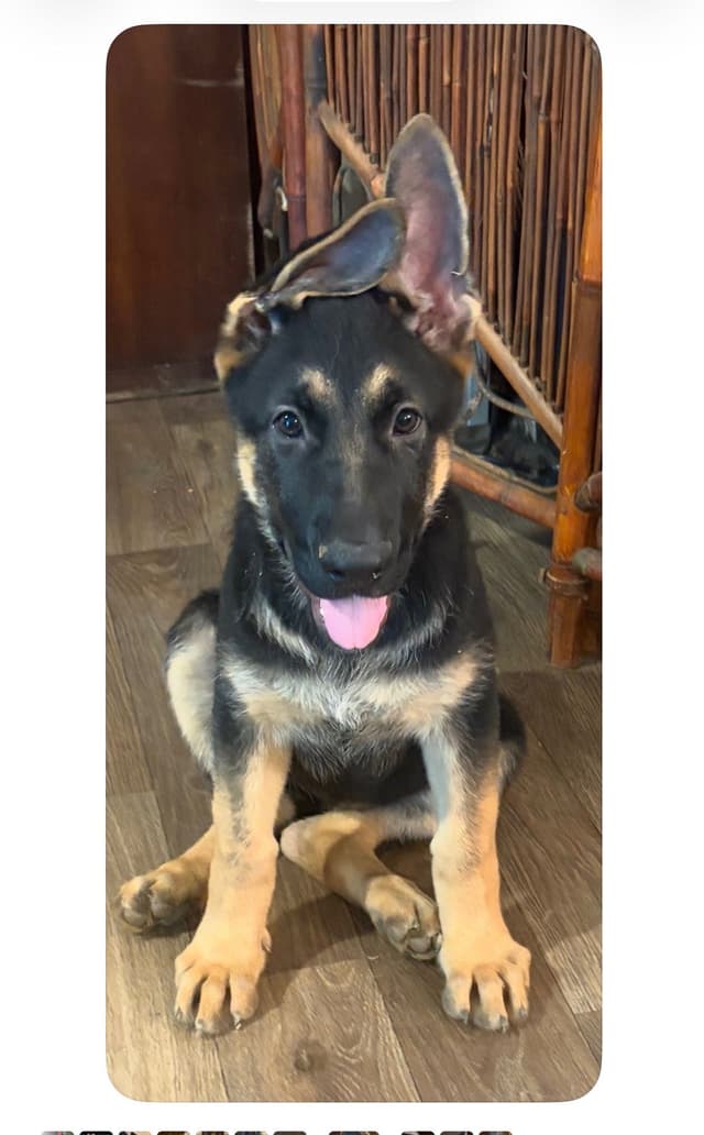 German Shepherd Dog Puppies media 3