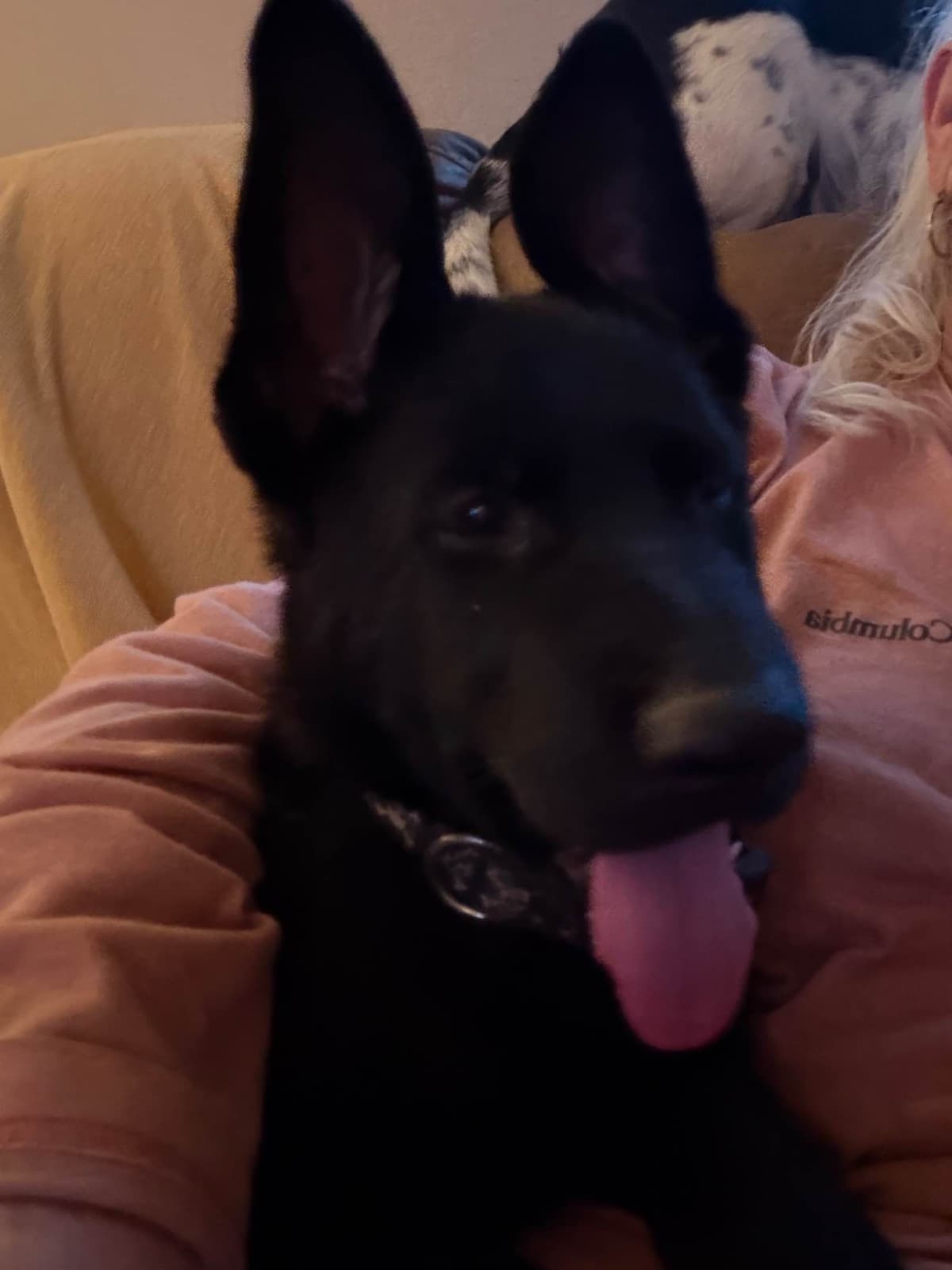 German Shepherd Dog Puppies breeder image 1