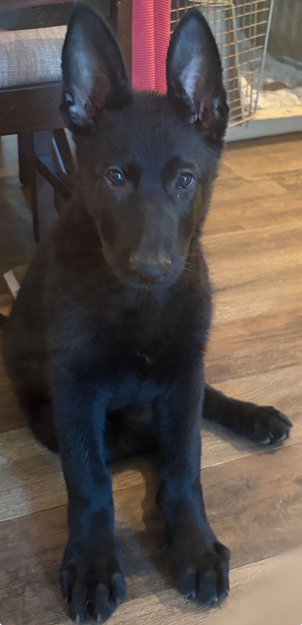 German Shepherd Dog Puppies breeder image 4