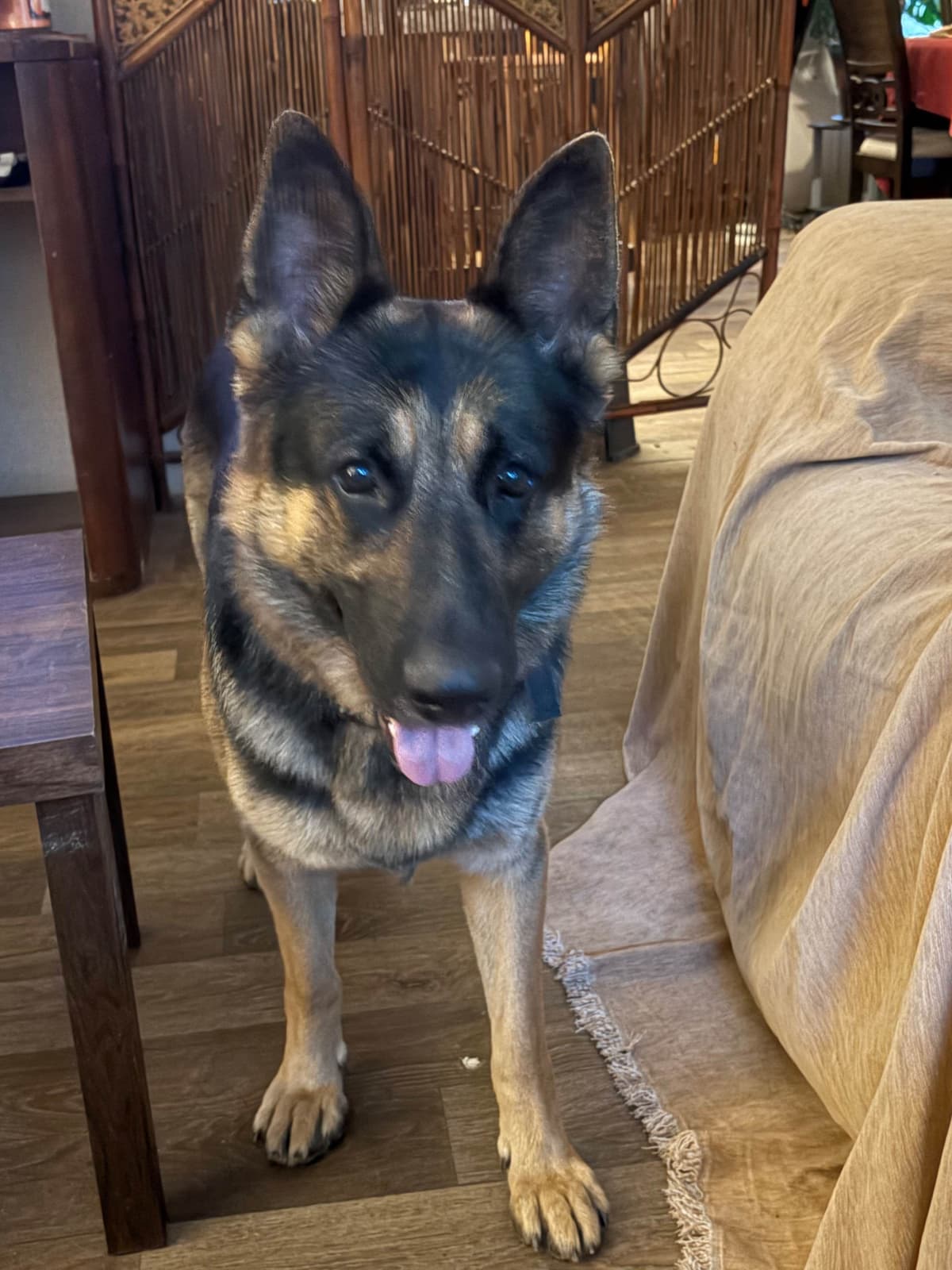 German Shepherd Dog Puppies breeder image 3