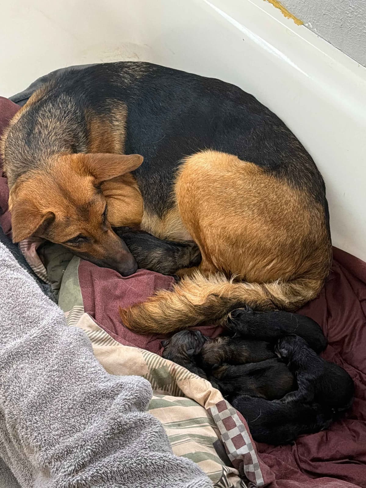 German Shepherd Dog Puppies breeder image 2