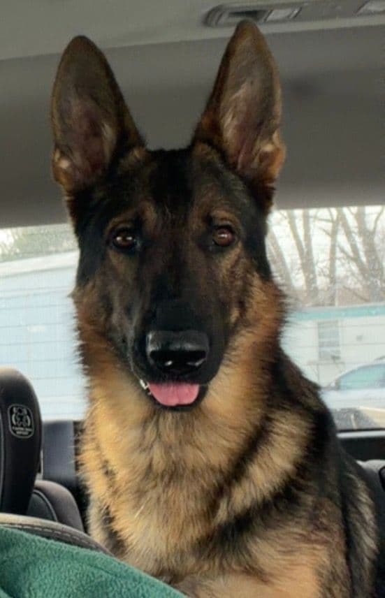 German Shepherd Dog Puppies media 9