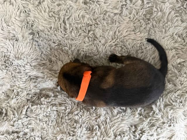 German Shepherd Dog Puppies media 2