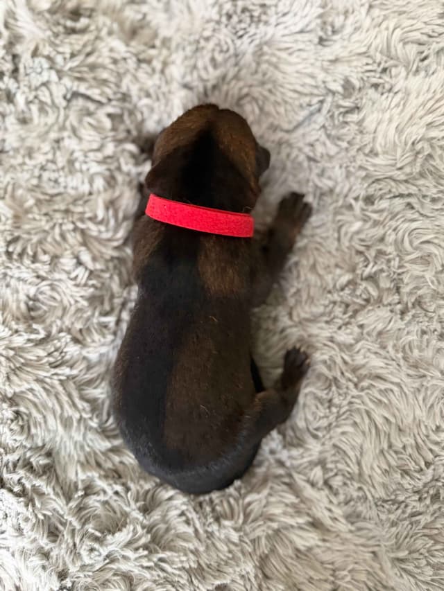 German Shepherd Dog Puppies media 6