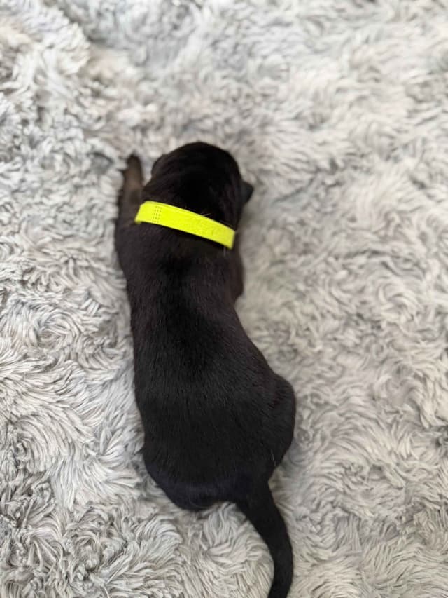 German Shepherd Dog Puppies media 7