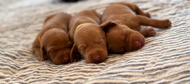 Vizsla Puppies media 2