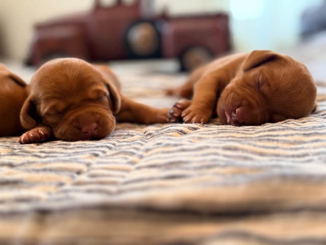 Vizsla Puppies media 3