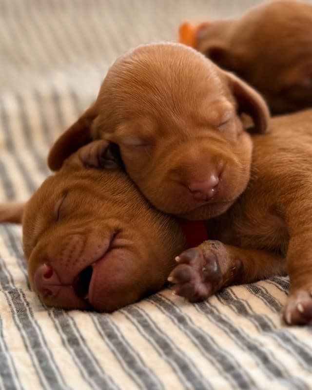 Vizsla Puppies media 4