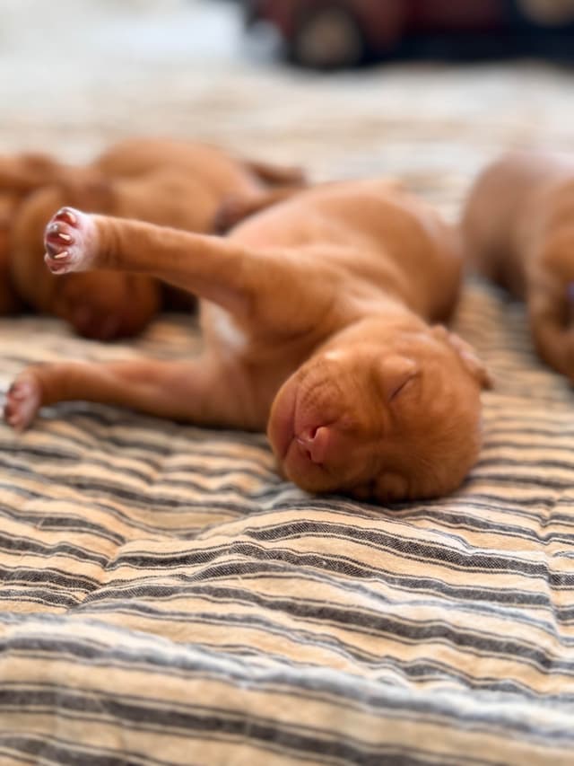 Vizsla Puppies media 7