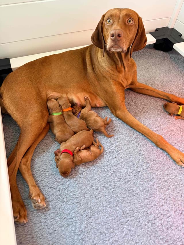 Vizsla Puppies media 6