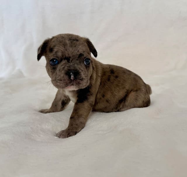 French Bulldog Puppies media 4