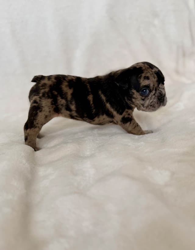 French Bulldog Puppies media 6