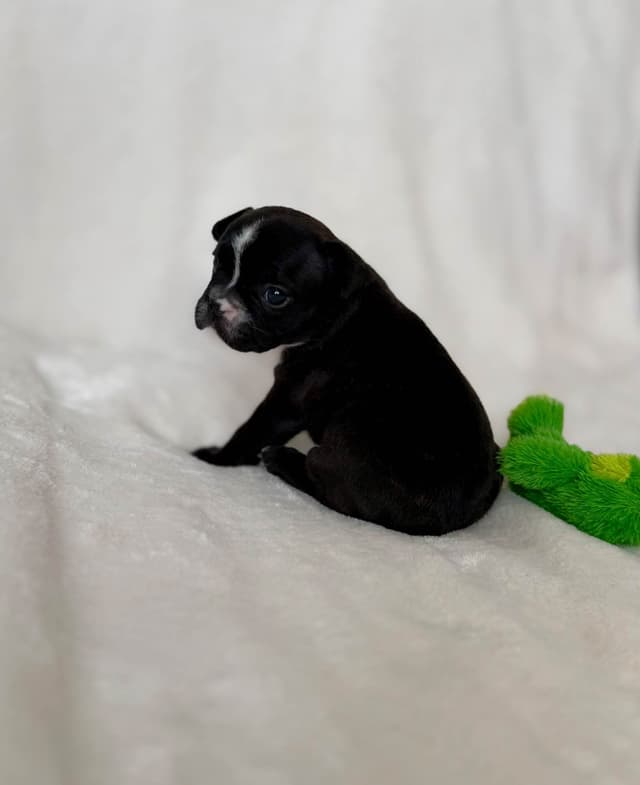 French Bulldog Puppies media 7