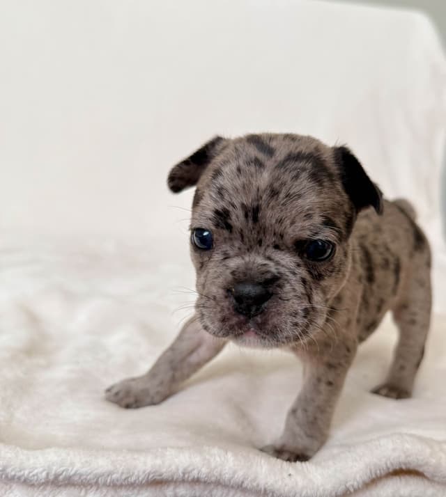 French Bulldog Puppies media 8