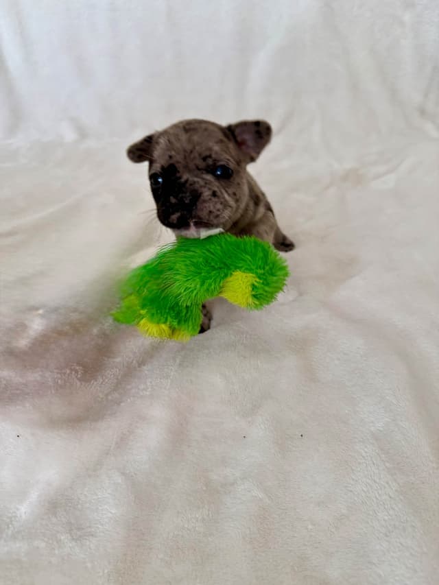 French Bulldog Puppies media 5