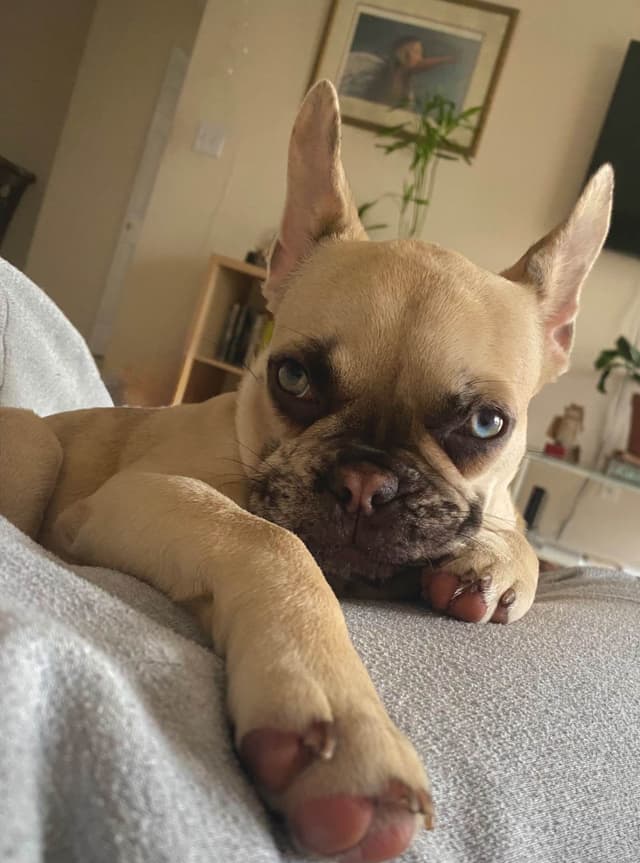 French Bulldog Puppies media 10