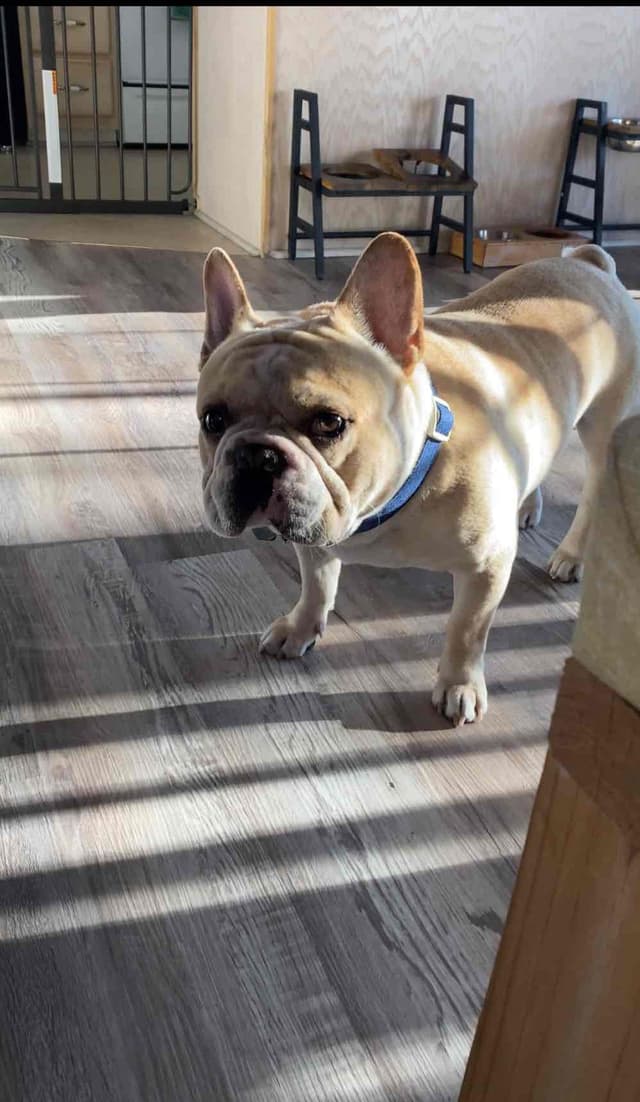French Bulldog Puppies media 9