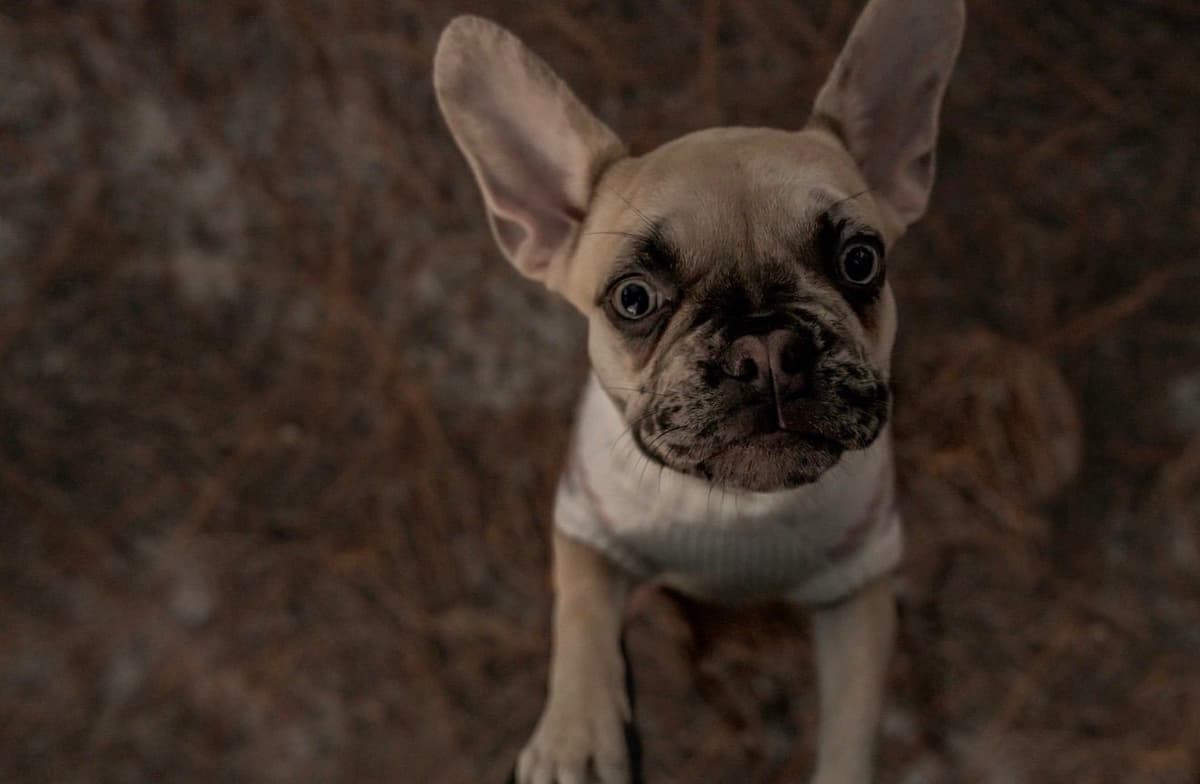 French Bulldog Puppies breeder image 4