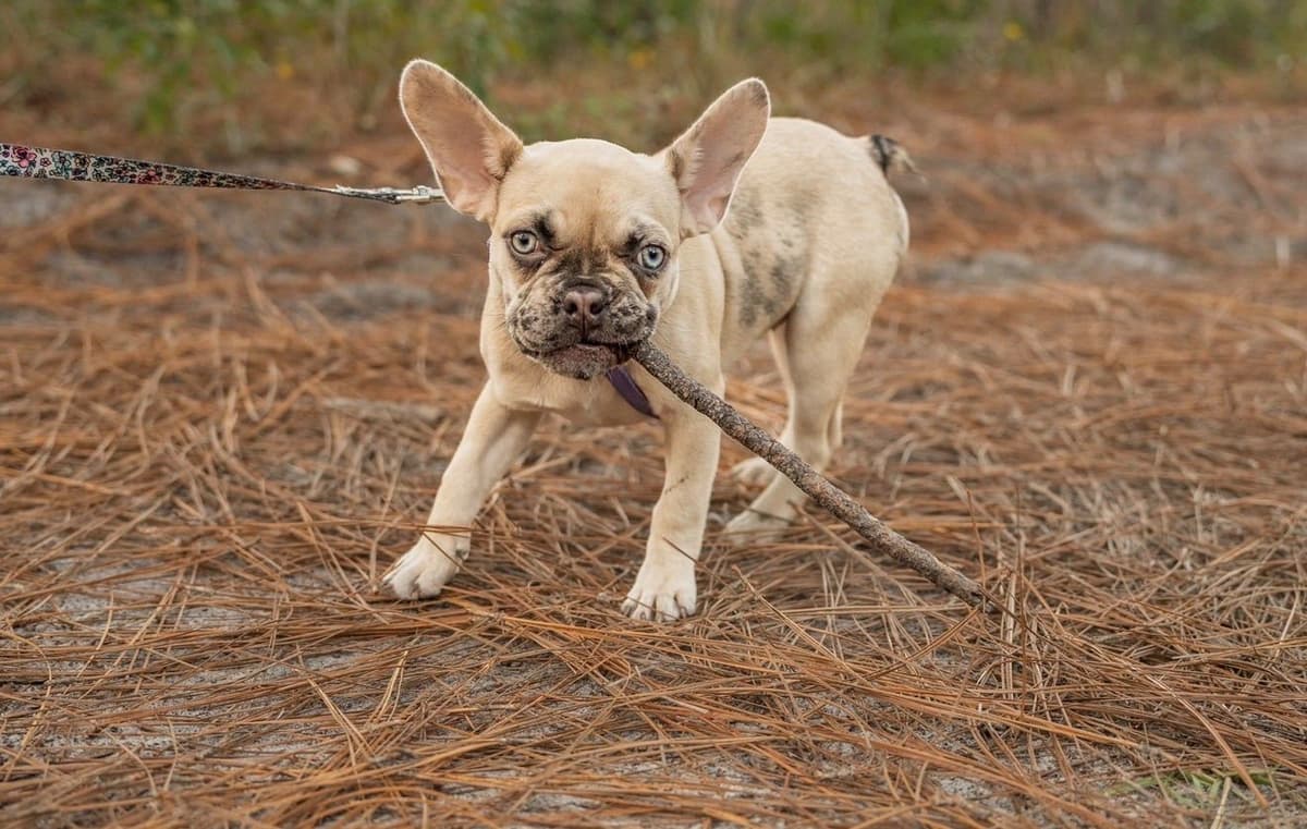 French Bulldog Puppies breeder image 5