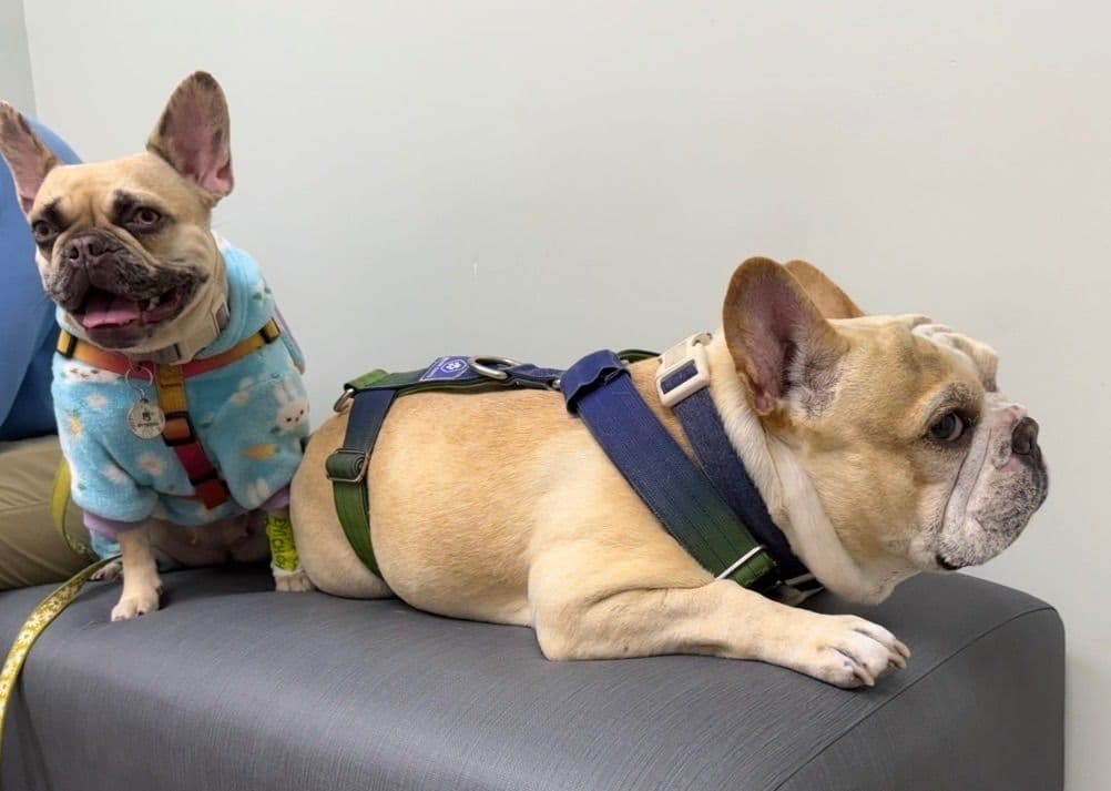 French Bulldog Puppies breeder image 6