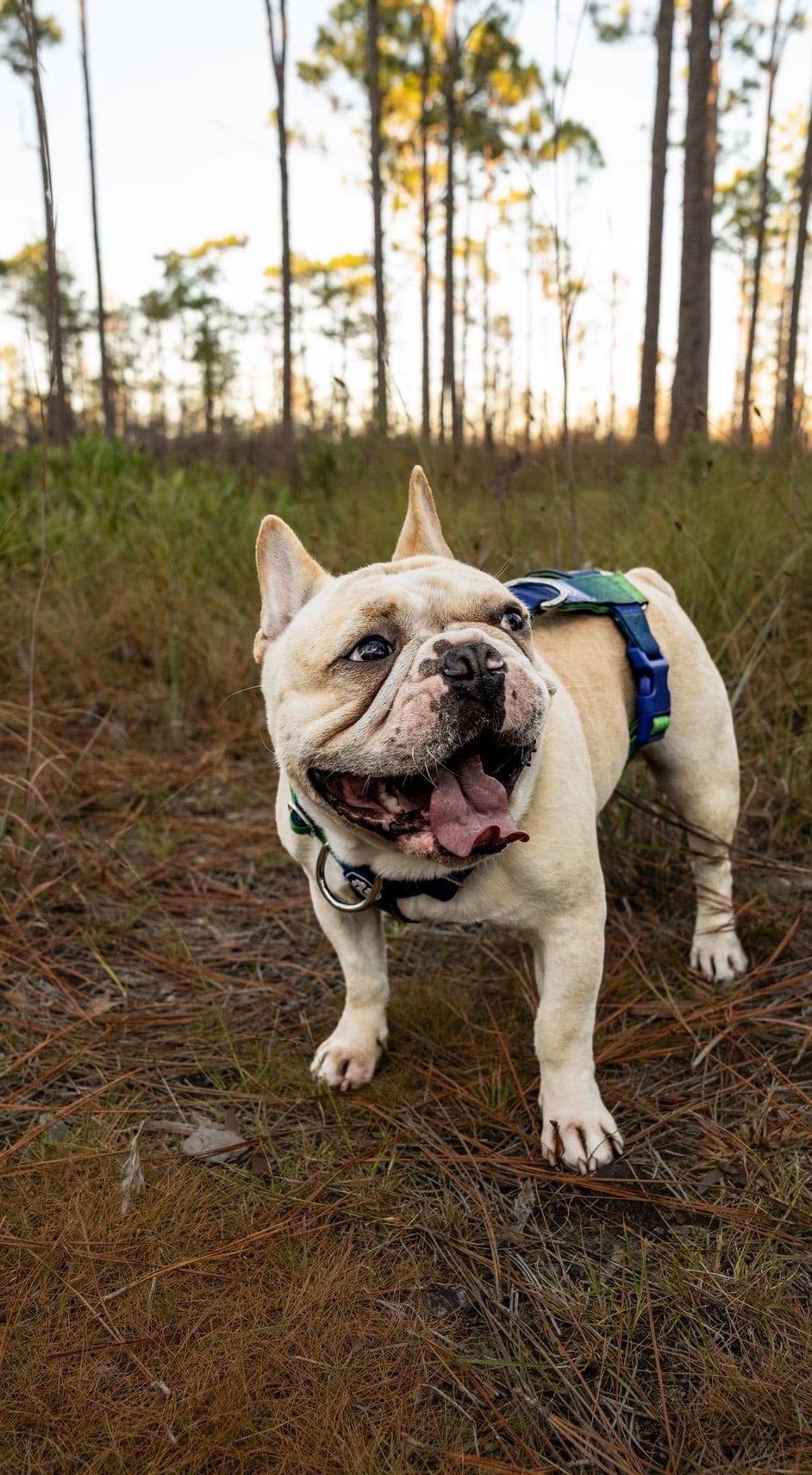 French Bulldog Puppies breeder image 8