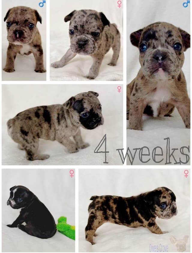 French Bulldog Puppies media 16