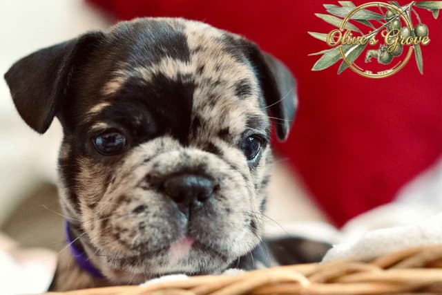 French Bulldog Puppies media 3