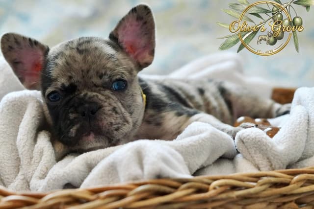 French Bulldog Puppies media 12