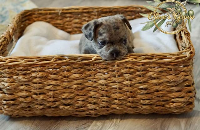 French Bulldog Puppies media 13