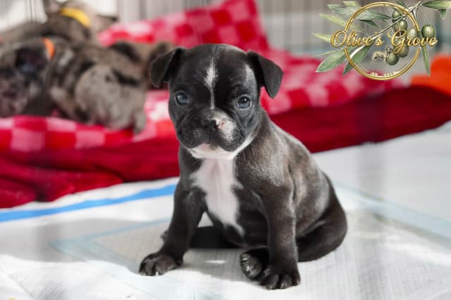 French Bulldog Puppies media 14