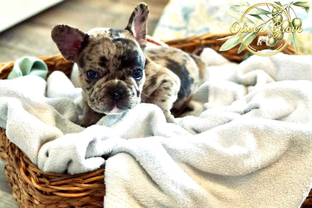 French Bulldog Puppies media 15