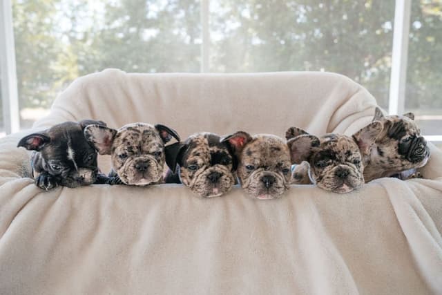 French Bulldog Puppies media 17