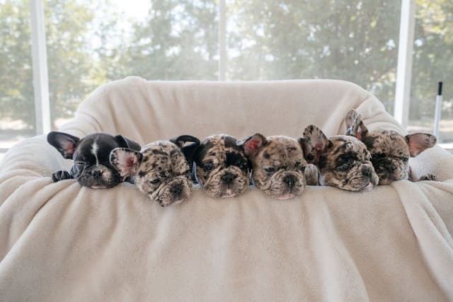 French Bulldog Puppies media 2