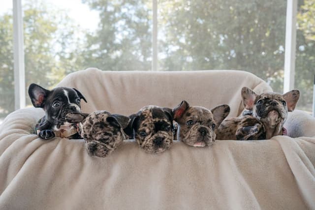 French Bulldog Puppies media 19