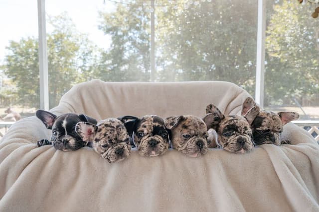 French Bulldog Puppies media 20
