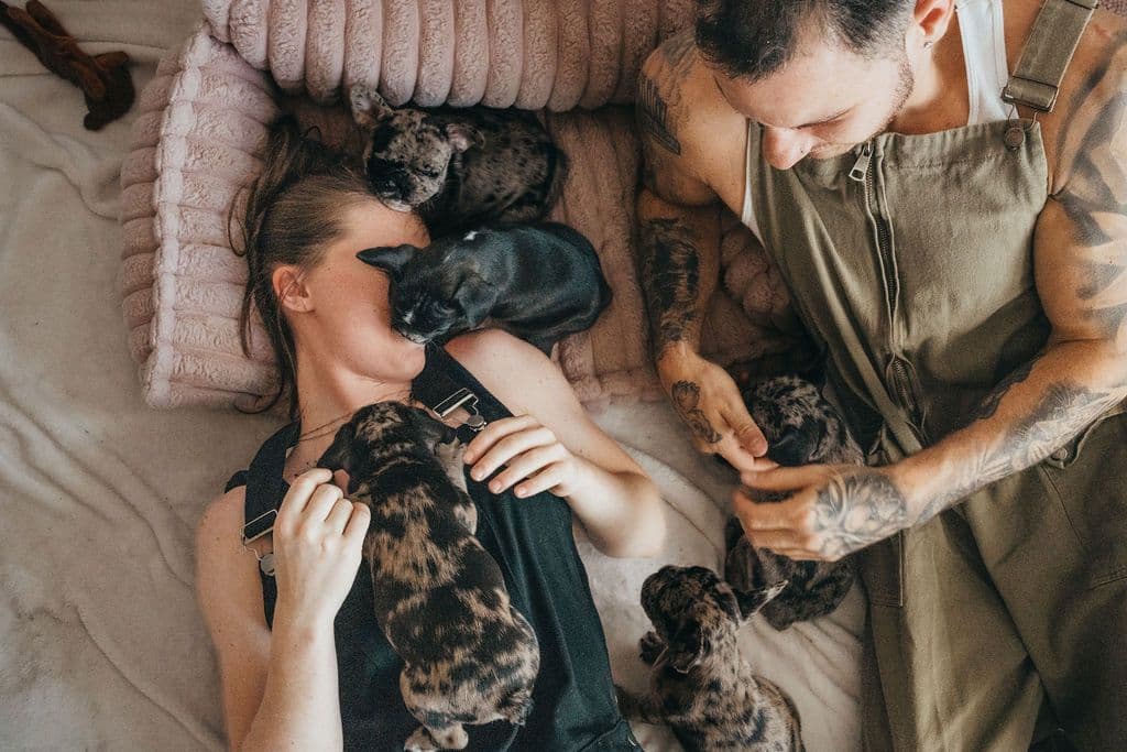 French Bulldog Puppies breeder image 1