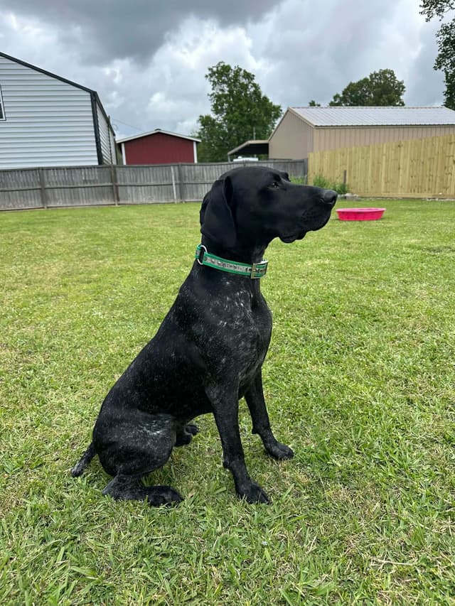 German Shorthaired Pointer Puppies media 2