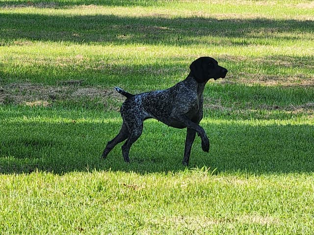 German Shorthaired Pointer Puppies media 3