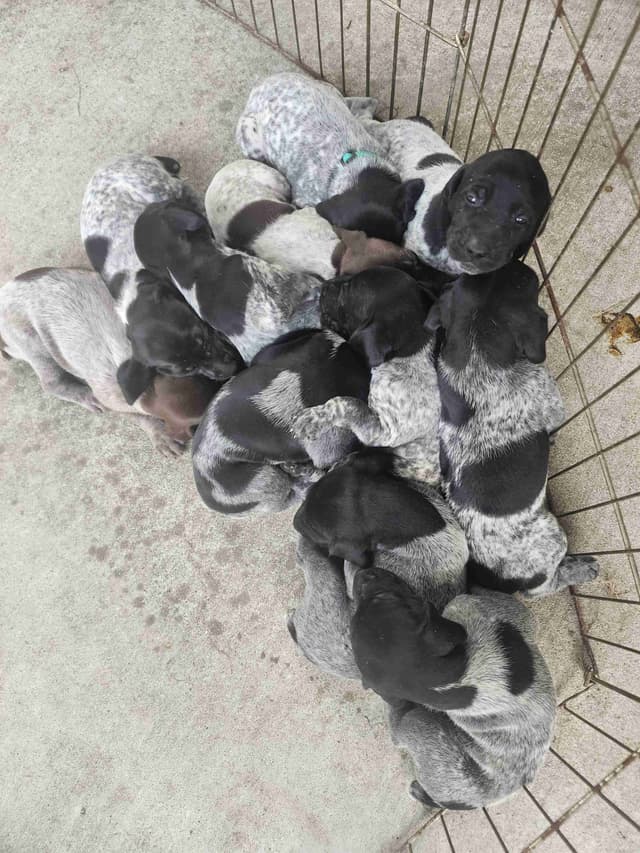German Shorthaired Pointer Puppies media 4