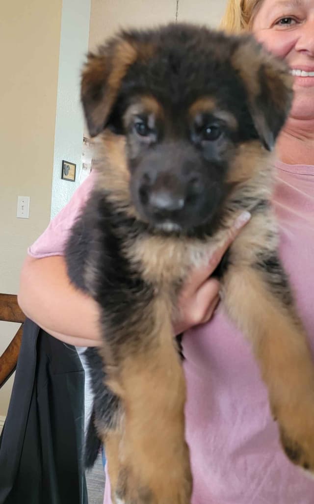 German Shepherd Puppies media 4